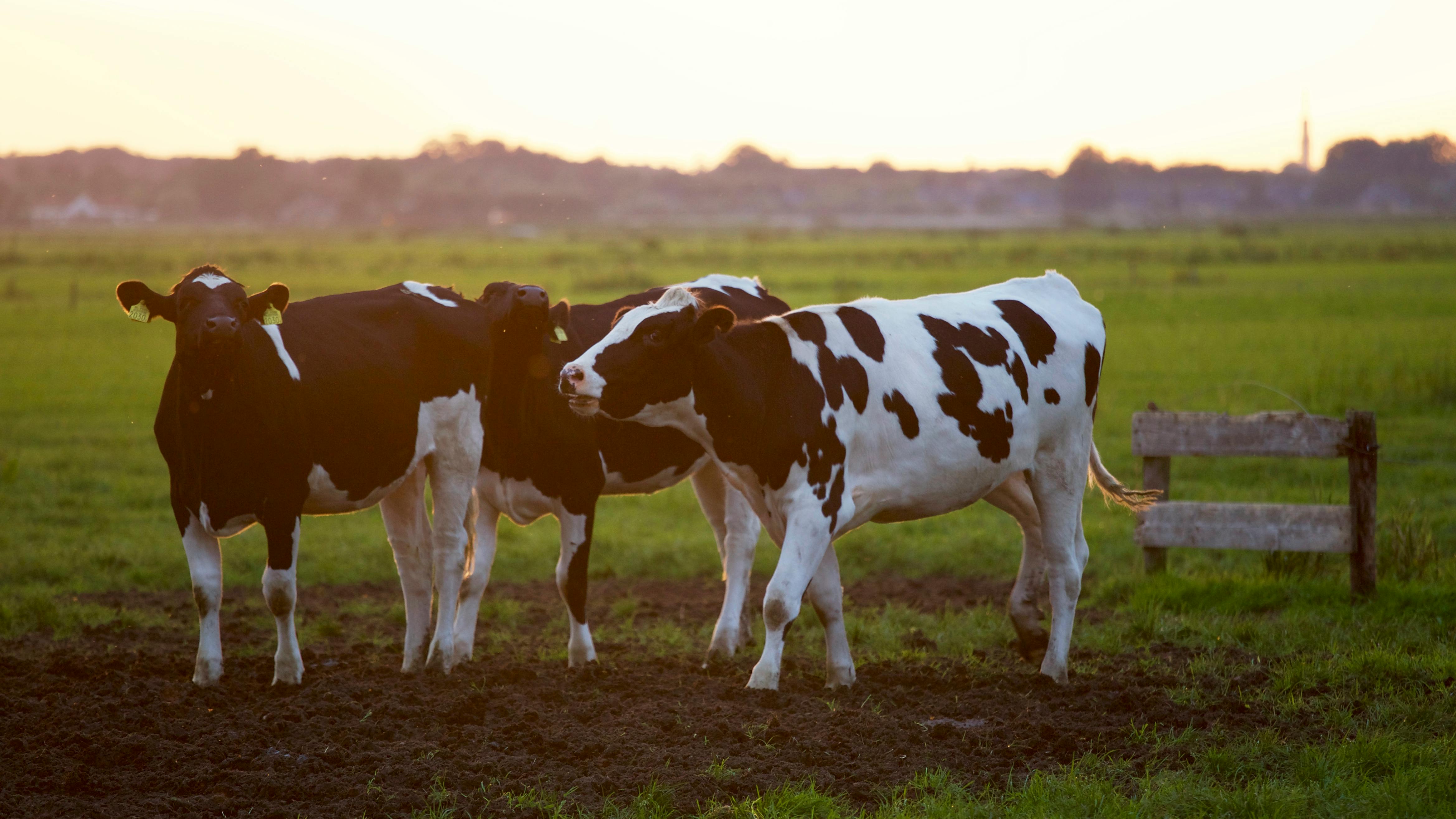 Imagem da notícia Cuidados essenciais com as vacas leiteiras