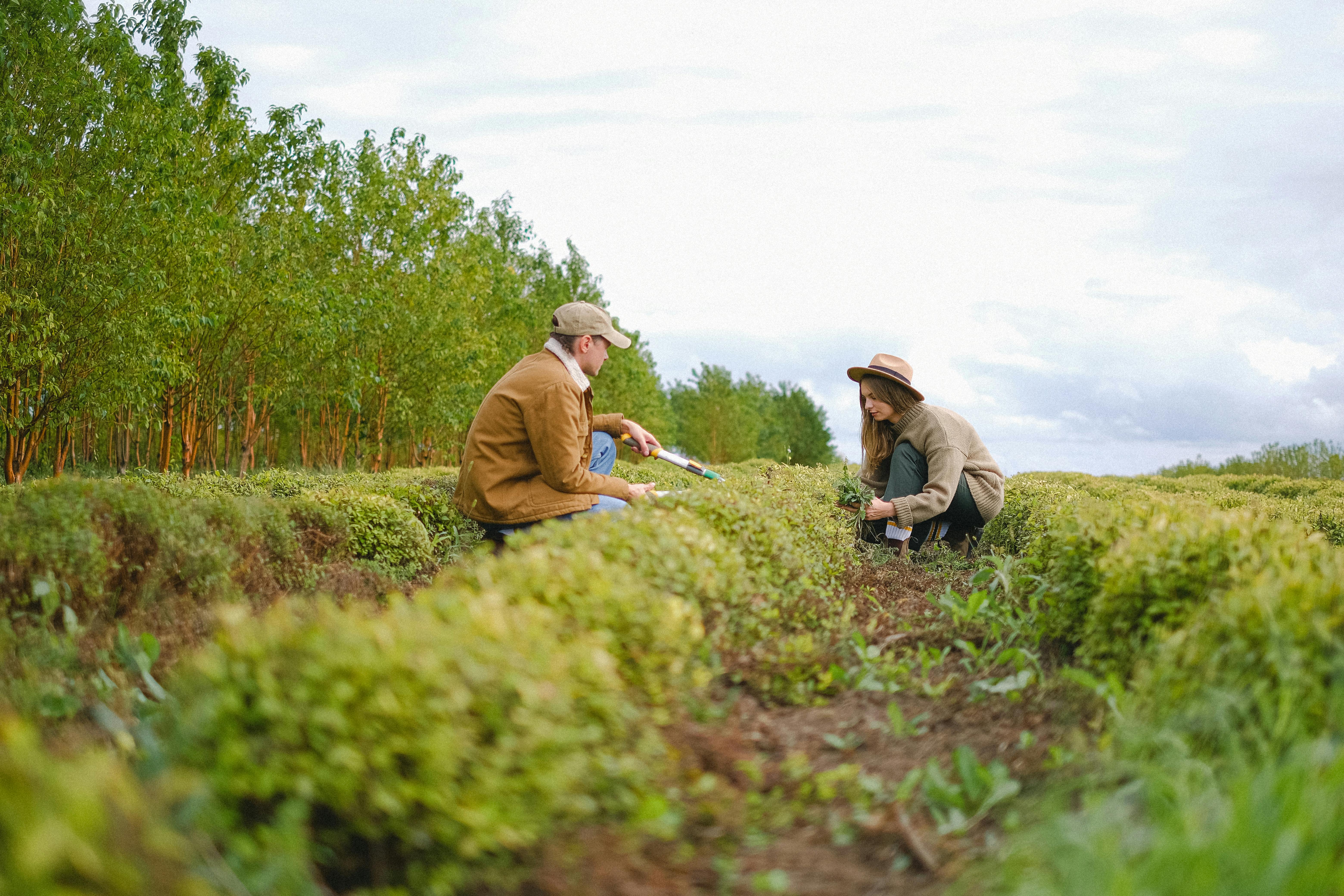 Imagem da notícia Agricultura orgânica e cooperativismo: entenda por que esta é uma parceria de sucesso